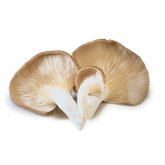 Mushrooms Oyster :2 Lbs: ((Lb))