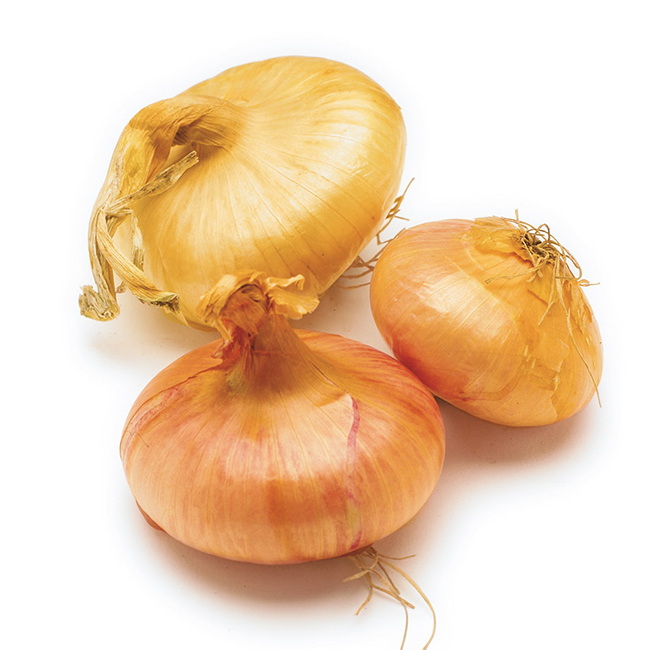 Onions Cippoline :10 Lbs: ((Lb))