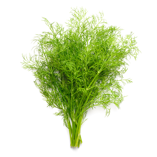 Dill Weed :24: ((Bunch))