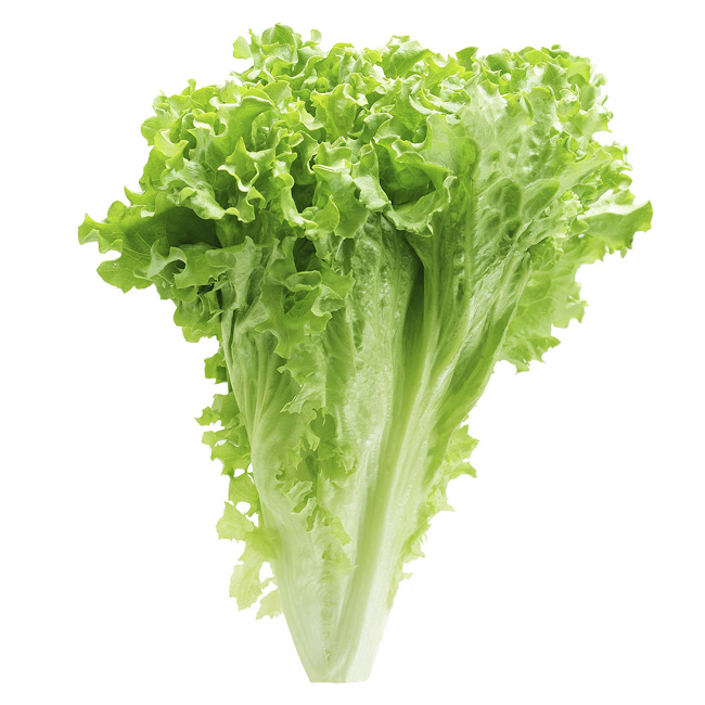 Lettuce Green Leaf :24: ((Piece))